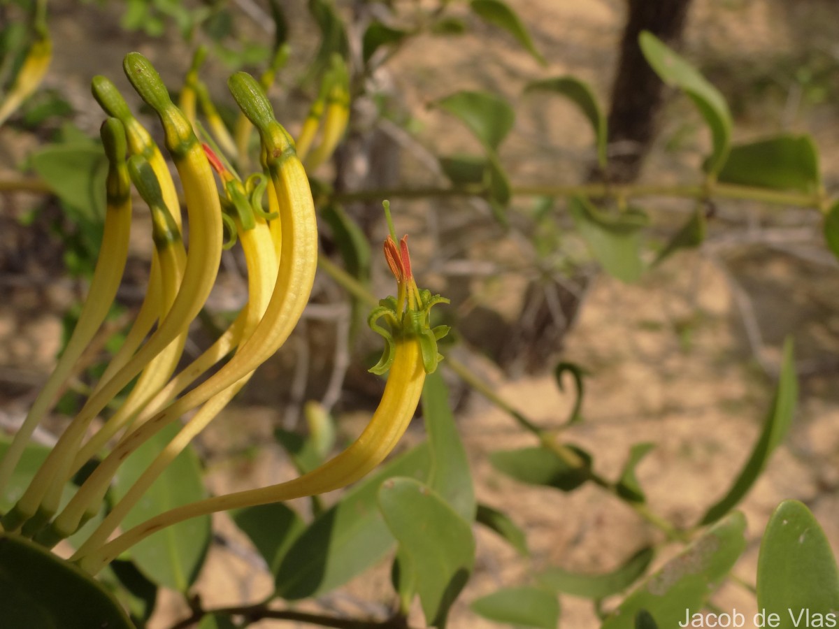 Dendrophthoe falcata (L.f.) Ettingsh.